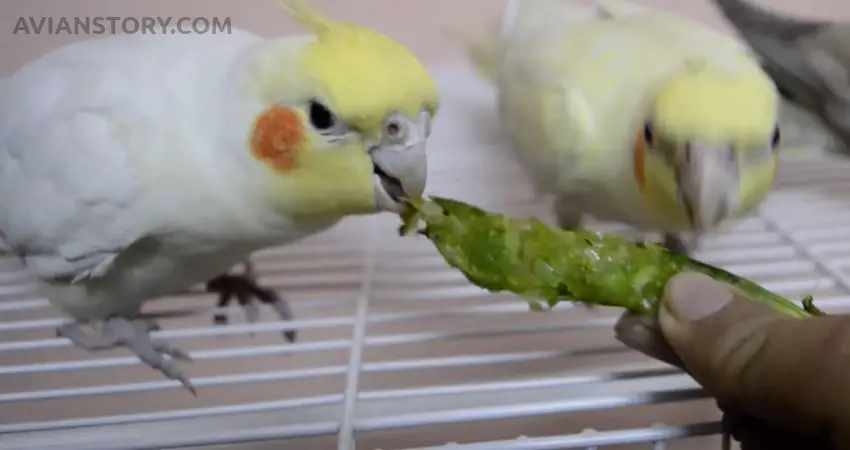 Can Cockatiels Eat Peas?