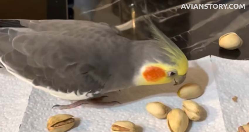 Cockatiels Eat Pistachio