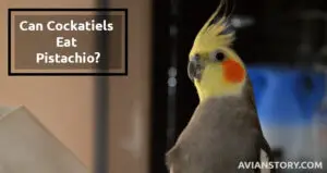 Can Cockatiels Eat Pistachio? Health Benefits and Precautions