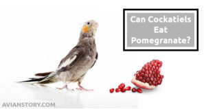 Can Cockatiels Eat Pomegranate? Is It Healthy?