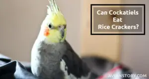Can Cockatiels Eat Rice Crackers?