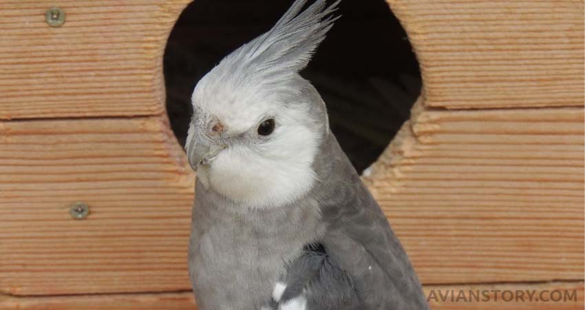 Can Cockatiels Eat Rice Crackers?