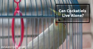 Can Cockatiels Live Alone?
