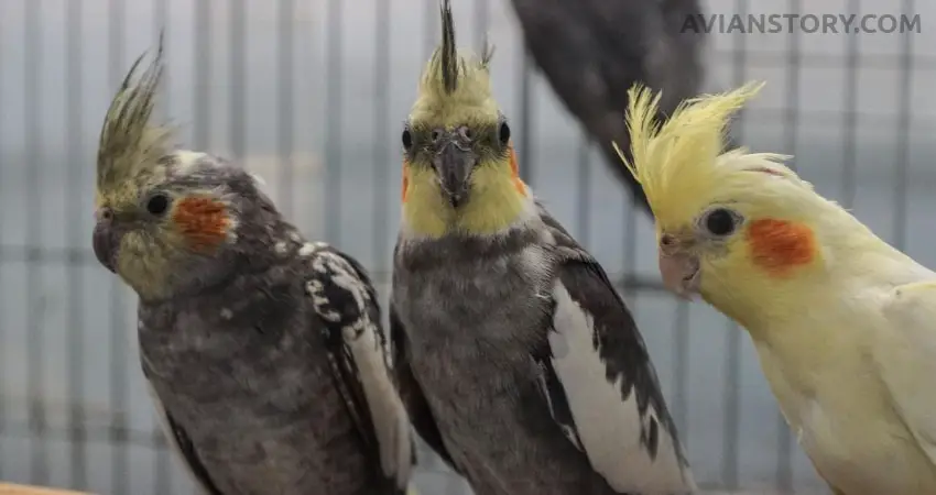 Can Cockatiels See Color