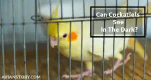 Can Cockatiels See In The Dark? Is It Harmful To Them?