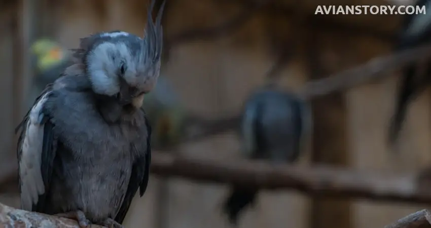 Can Cockatiels Sleep In The Dark?