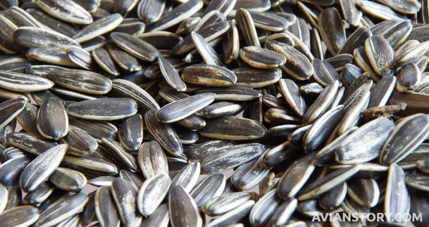 Can You Feed Sunflower Seeds To Pet Cockatiels?