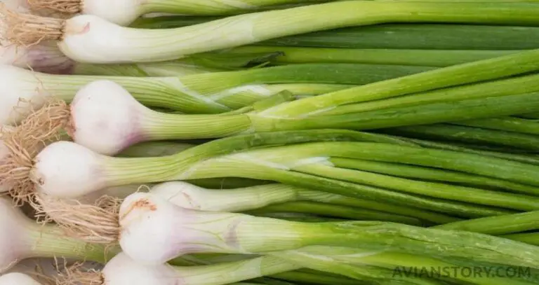 Can Cockatiels Eat Onions? What Are The Risks?