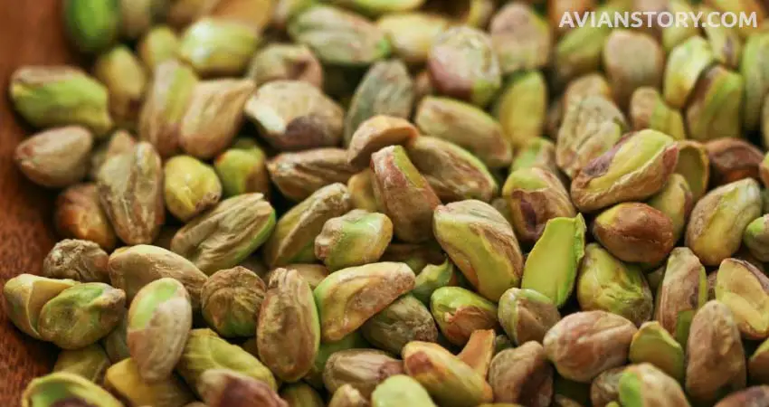 Can cockatiels have salted pistachios