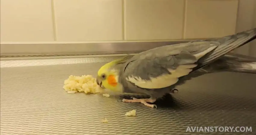 Do Cockatiels Feed On Cooked Or Uncooked Rice?