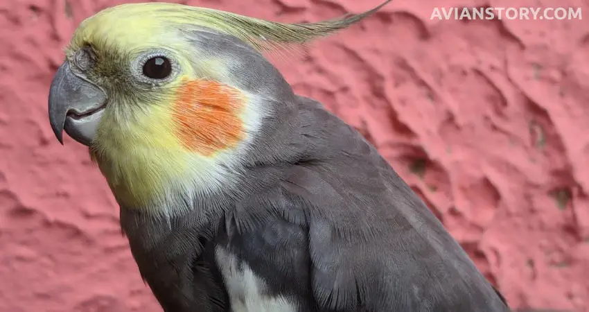 Can Cockatiels See In The Dark?