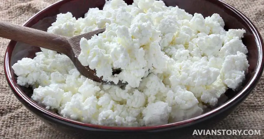 Cottage cheese for cockatiels