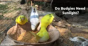 Do Budgies Need Sunlight? Is Sunshine Good For Parakeets?