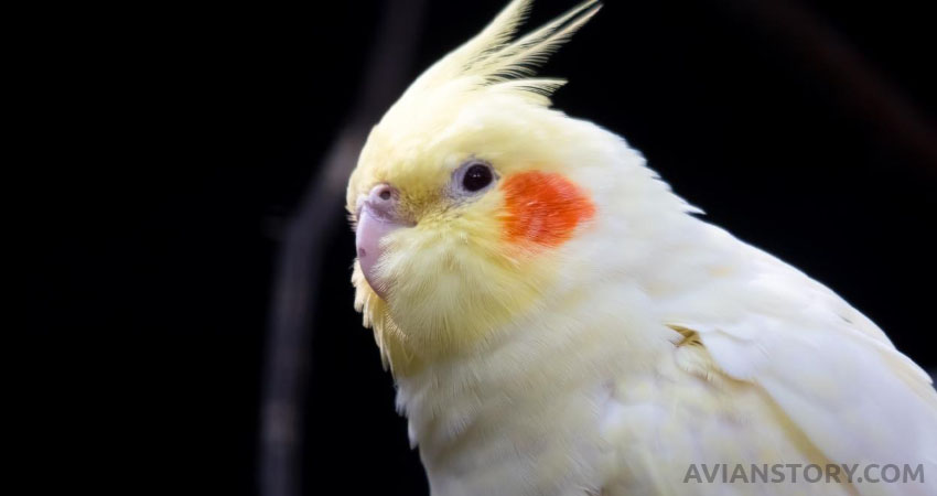 Do Cockatiels Dance to All Kinds of Music?