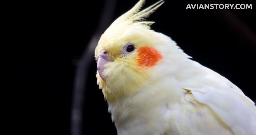 Do Cockatiels Have Night Vision?