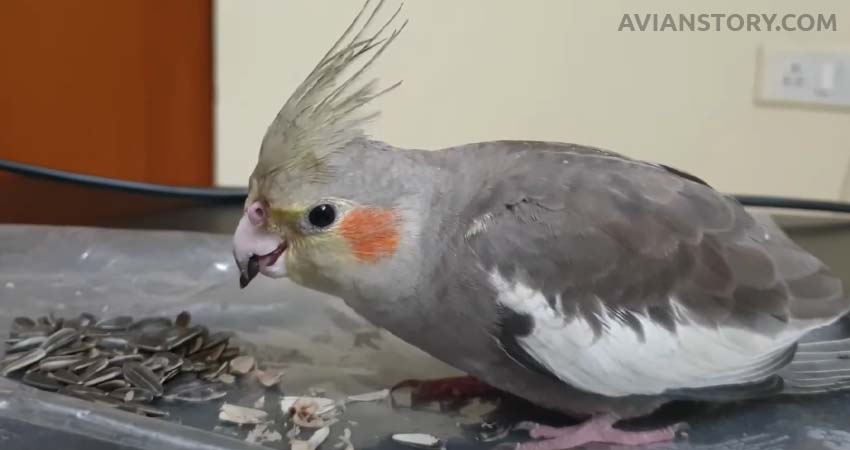 Do Cockatiels Like Sunflower Seeds?