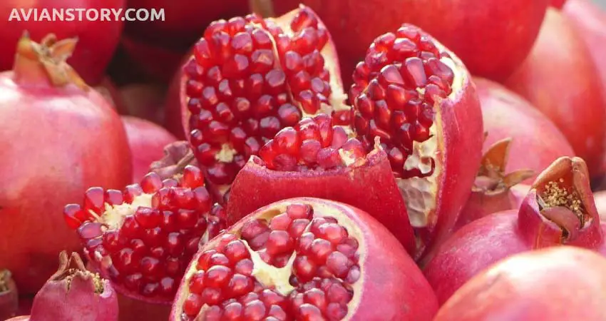 Health Benefits For Cockatiel Eating Pomegranates