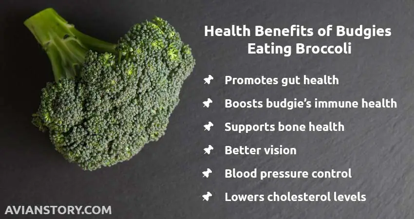Health Benefits of Budgies Eating Broccoli