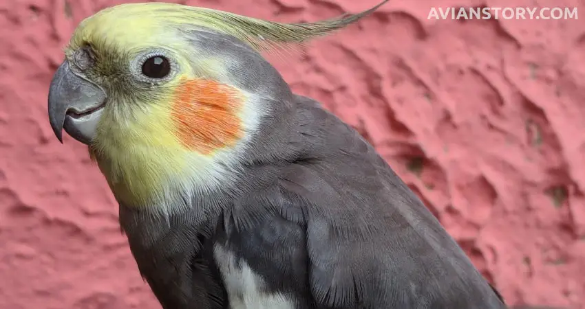 How Can I Get My Cockatiel To Stop Screaming Whenever I Go Outside?