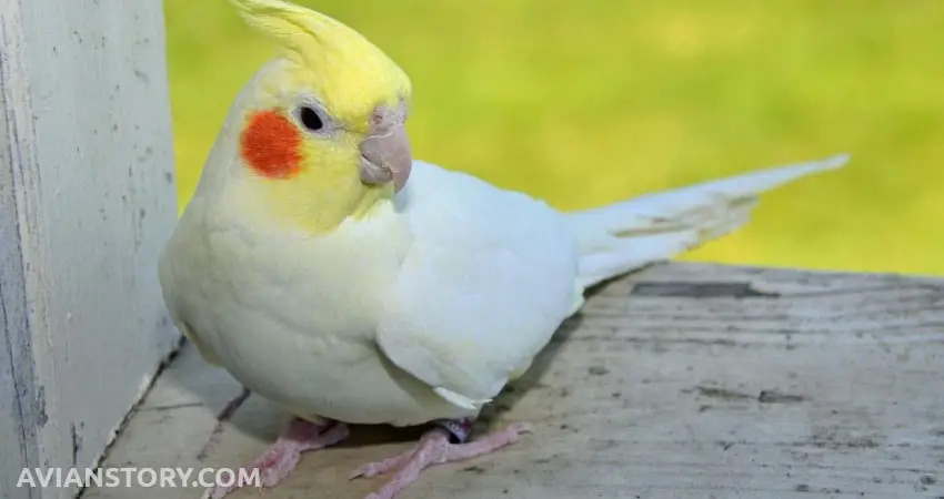 How Do I Calm Down My Cockatiel