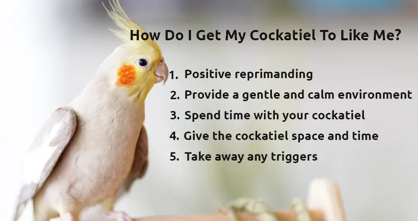 How Do I Get My Cockatiel To Like Me