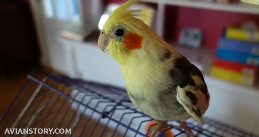 How Do I Prevent My Cockatiel From Getting Angry