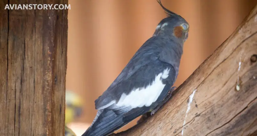 How Do I Tell If My Cockatiel Is Getting Enough Sleep?