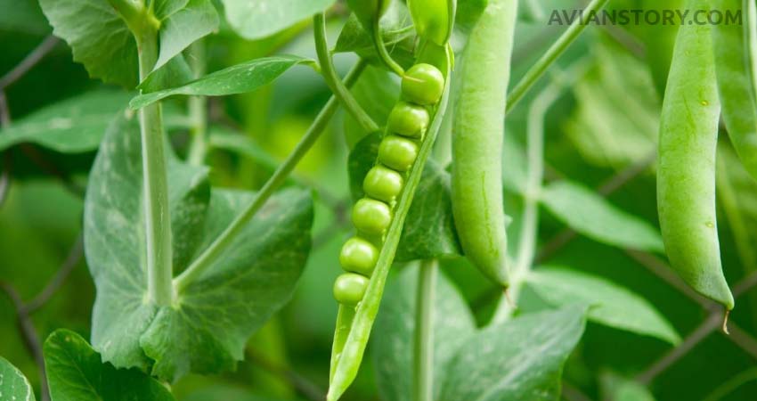 Can Cockatiels Eat Peas? All There's To Know 1