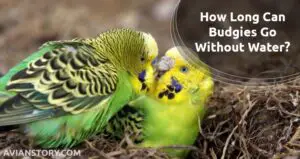 How Long Can Budgies Go Without Water?- [Explained!]