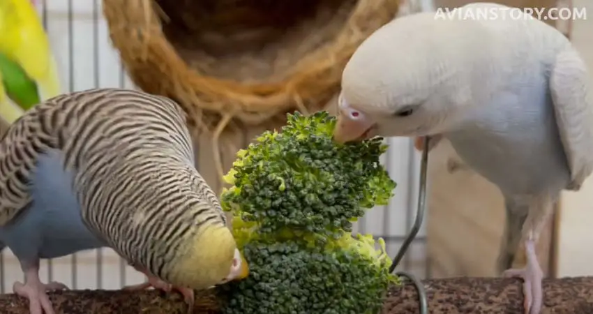 How Much Broccoli Can A Budgie Eat?