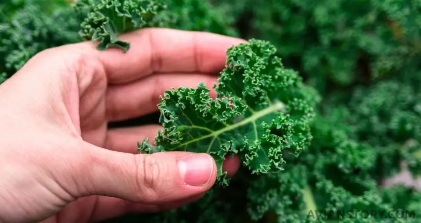 How Much Kale Can You Feed Budgies?