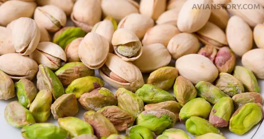 How Pistachio Helps The Cockatiels