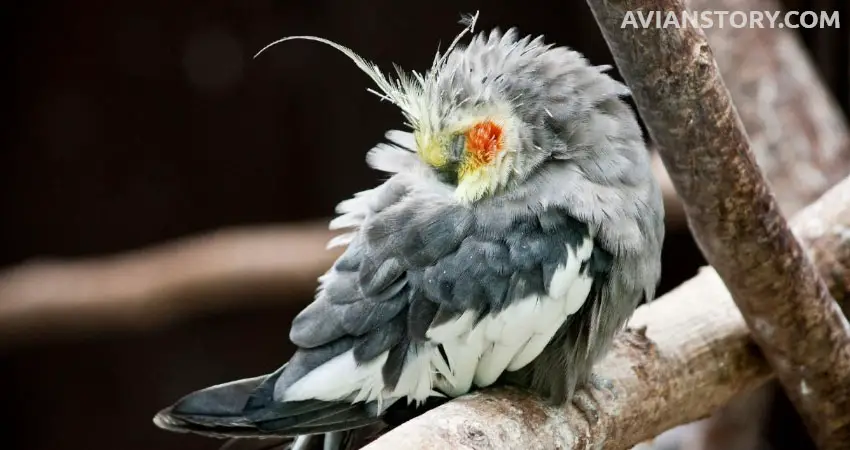 How To Calm Down A Night Frightened Cockatiel?