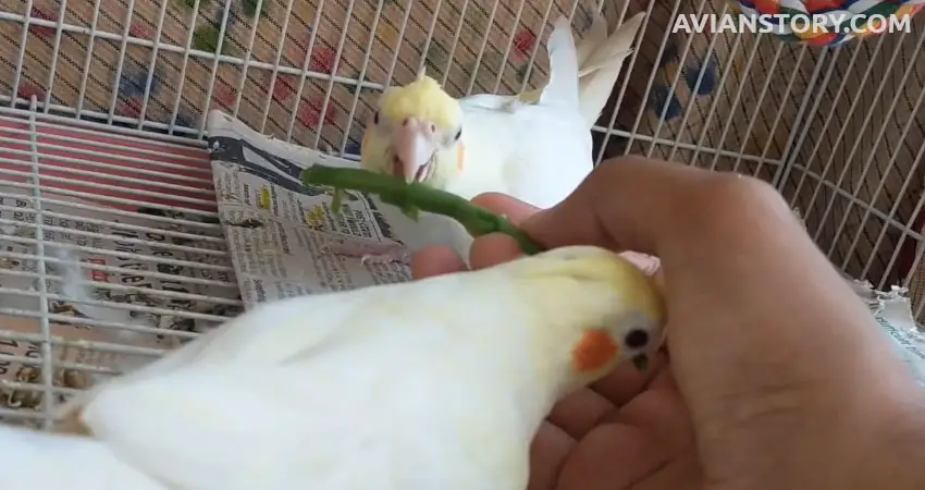How To Feed Your Cockatiel Green Beans?