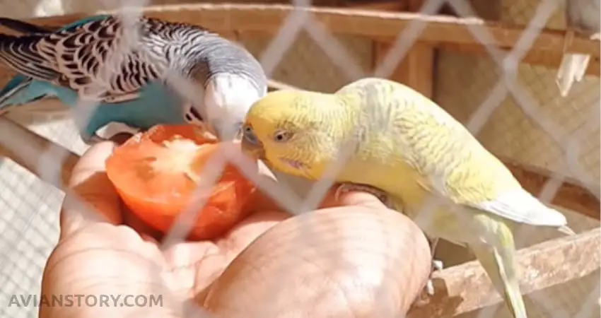 How To Safely Feed Budgies A Meal Of Tomatoes