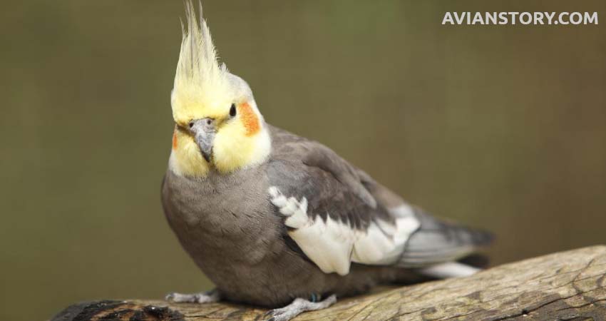 Why is My Cockatiel Sleeping So Much?