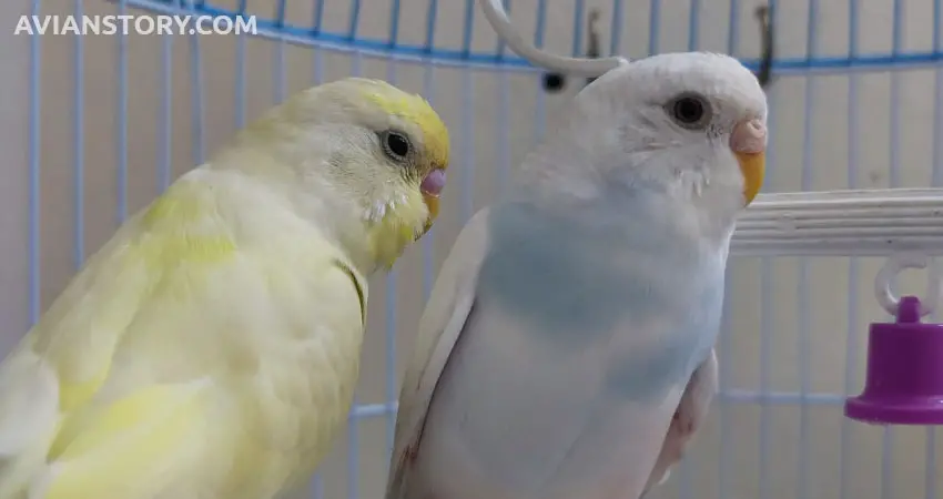 Is It Better to Have One or Two Budgies?