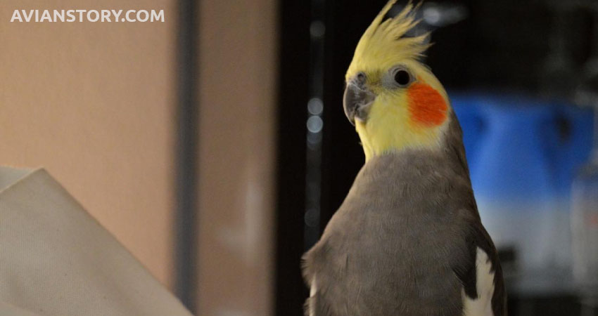 Is It Normal For My Cockatiel To Sleep A Lot?