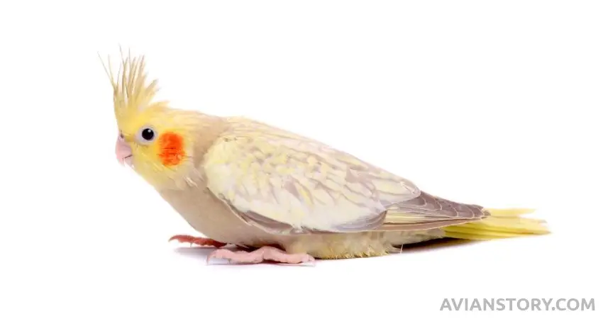 Is Music Harmful to Cockatiels?