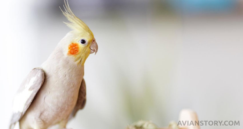 Is The Nonstop Dancing Of Cockatiels A Warning Sign?
