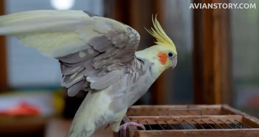 Is it Possible to Teach Cockatiels to Dance?