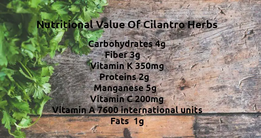 Nutritional Value Of Cilantro Herbs