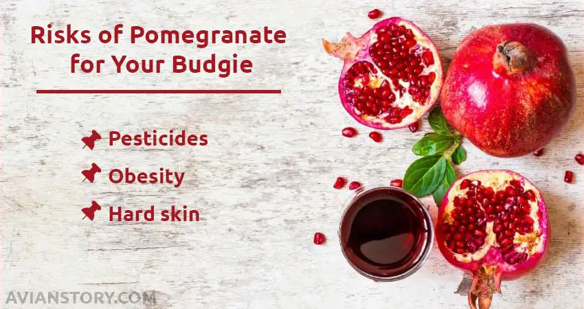 Risks of Pomegranate for Your Budgie