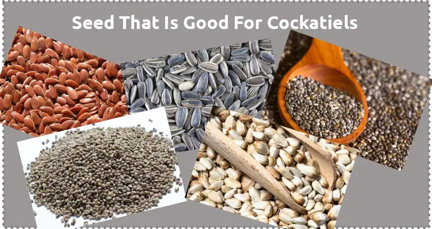 Seed That Is Good For Cockatiels