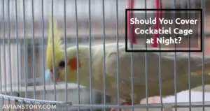 Should You Cover Cockatiel Cage at Night? Why It Is Important?