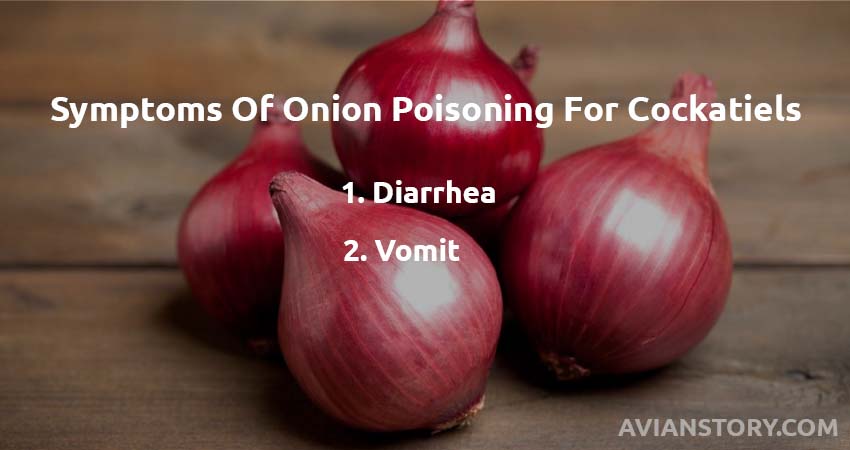 What Are The Symptoms Of Onion Poisoning For Cockatiels?