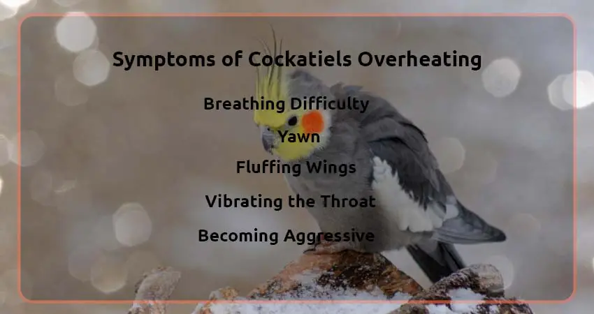 Symptoms of Cockatiels Overheating