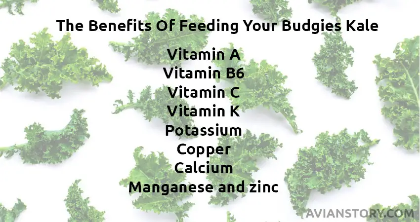 The Benefits Of Feeding Your Budgies Kale