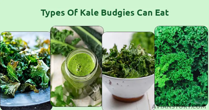 Types Of Kale Budgies Can Eat