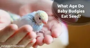 What Age Do Baby Budgies Eat Seed?- [Solved!]